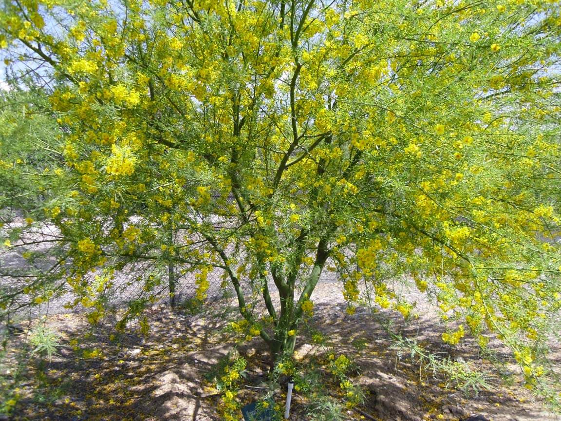 Is Palo Verde A Mesquite Tree at Toby Ashworth blog