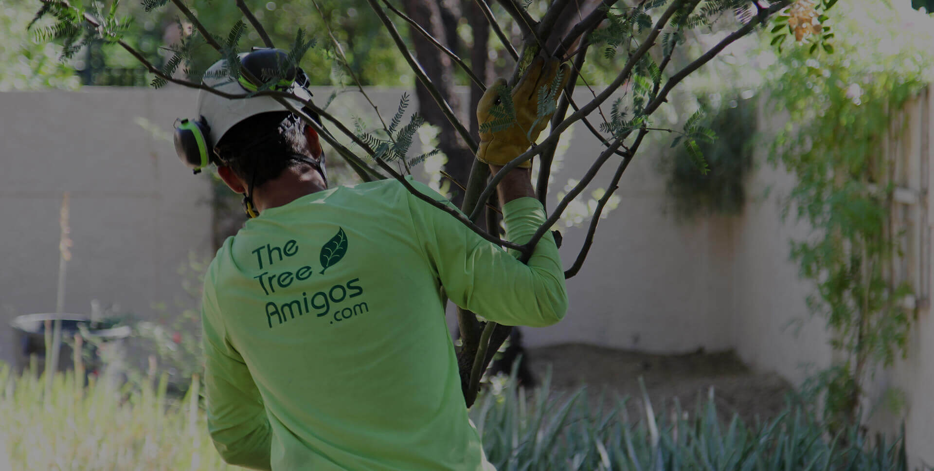 Tree service, tree trimming, tree removal and tree care The Tree Amigos