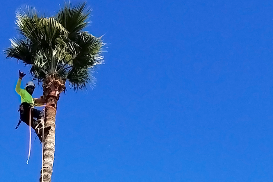 The Best Time of Year to Prune Your Palm Trees
